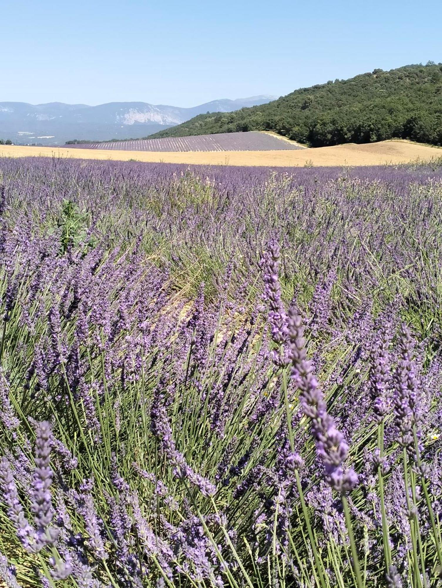 דינייה-לה-בן La Provence Vous Attend***!!! - 1Er Etage מראה חיצוני תמונה