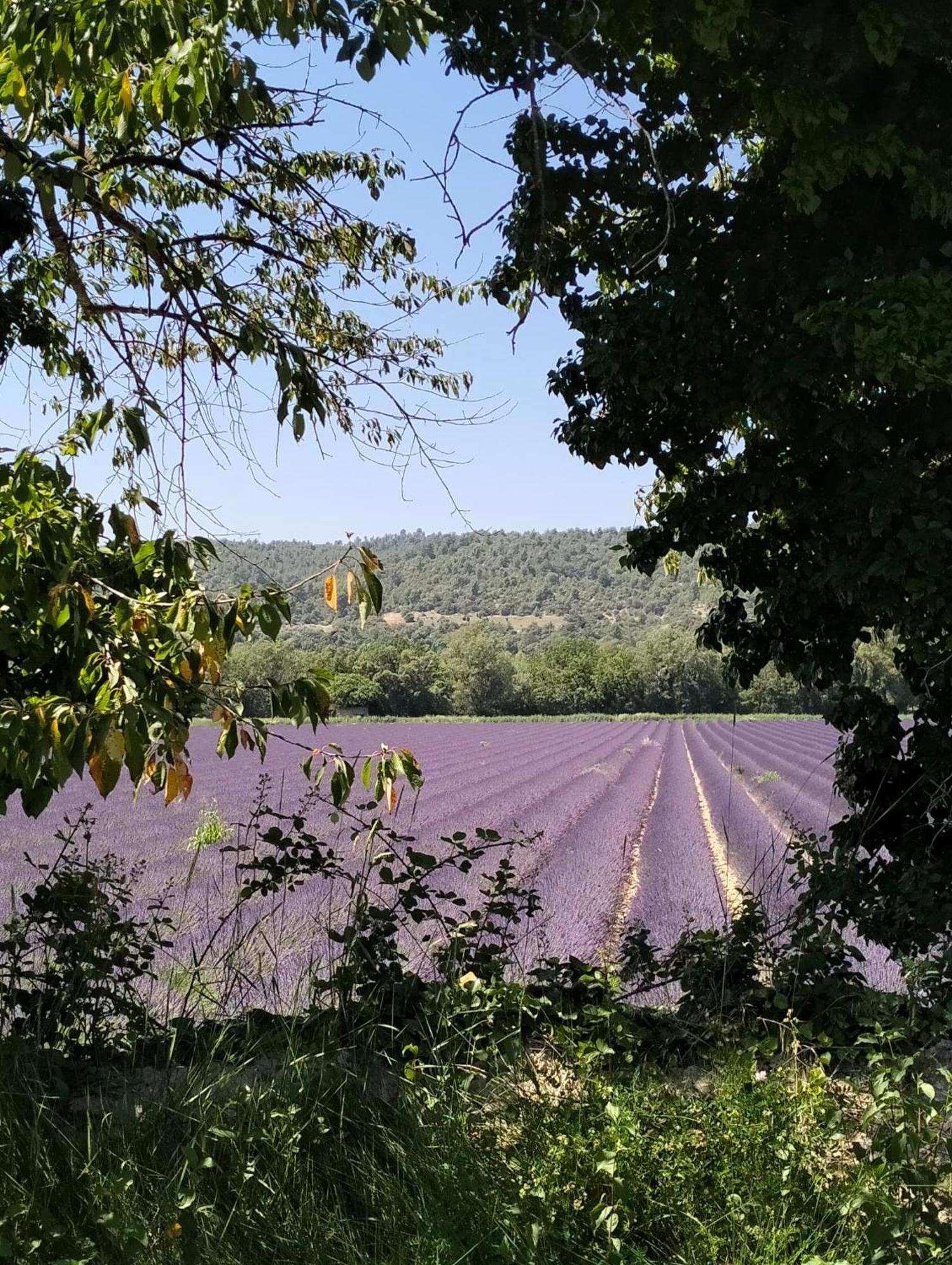 דינייה-לה-בן La Provence Vous Attend***!!! - 1Er Etage מראה חיצוני תמונה